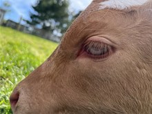 124 blue eyed bull calf