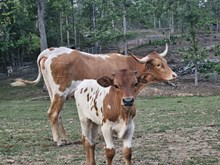 224 bull calf